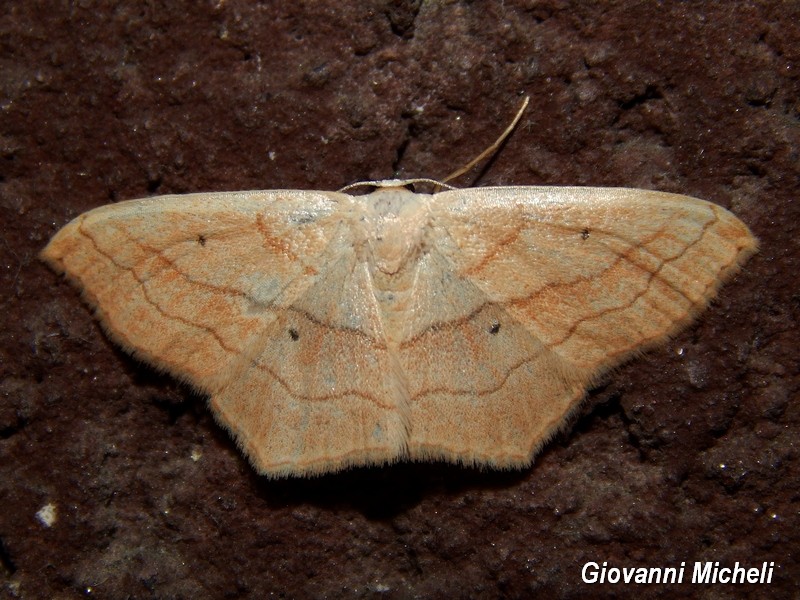 Scopula imitaria? S
